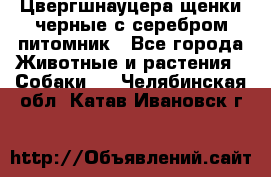 Цвергшнауцера щенки черные с серебром питомник - Все города Животные и растения » Собаки   . Челябинская обл.,Катав-Ивановск г.